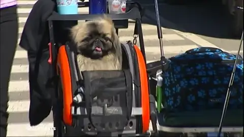 NUEVAperrosenLeón NUEVAperrosenLeón