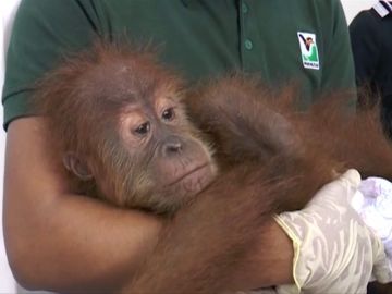 Dos bebés orangutanes, cocodrilos y varias especies de aves son rescatados del contrabando en Malasia