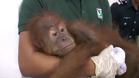 Dos bebés orangutanes, cocodrilos y varias especies de aves son rescatados del contrabando en Malasia Dos bebés orangutanes, cocodrilos y varias especies de aves son rescatados del contrabando en Malasia