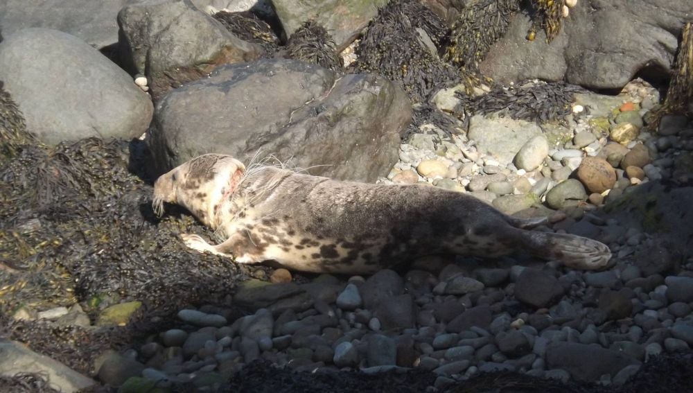 Una foca casi ahorcada por los plásticos