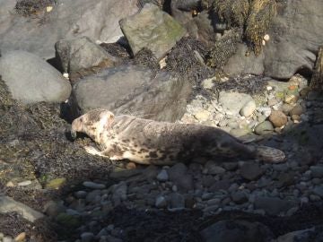 Una foca casi ahorcada por los plásticos