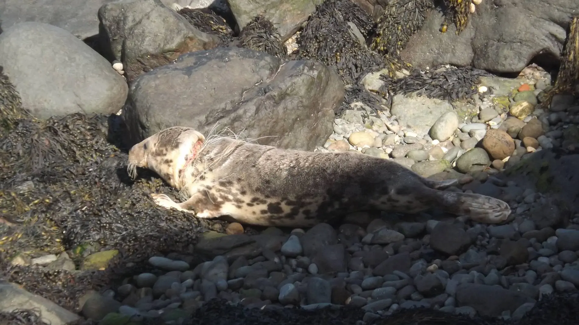 Una foca casi ahorcada por los plásticos Una foca casi ahorcada por los plásticos