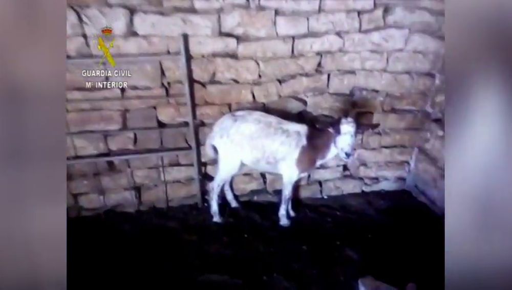 La Guardia Civil detiene a un ganadero por maltrato animal en FRAGA