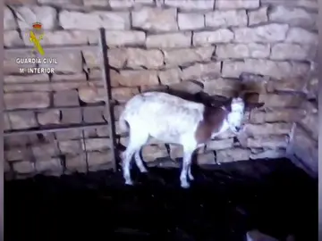 La Guardia Civil detiene a un ganadero por maltrato animal en FRAGA La Guardia Civil detiene a un ganadero por maltrato animal en FRAGA