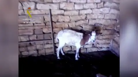 La Guardia Civil detiene a un ganadero por maltrato animal en FRAGA La Guardia Civil detiene a un ganadero por maltrato animal en FRAGA
