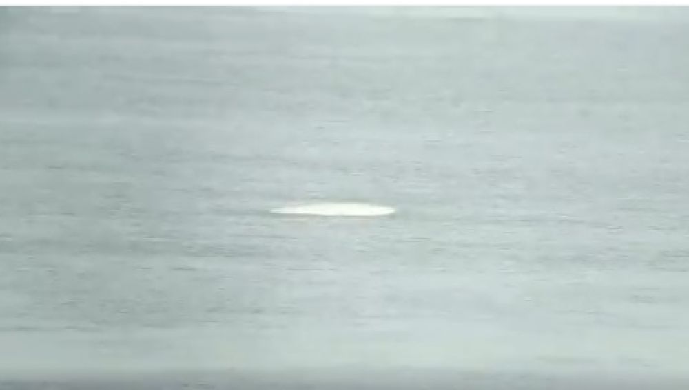 Una ballena beluga en el Támesis
