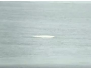 Una ballena beluga en el Támesis