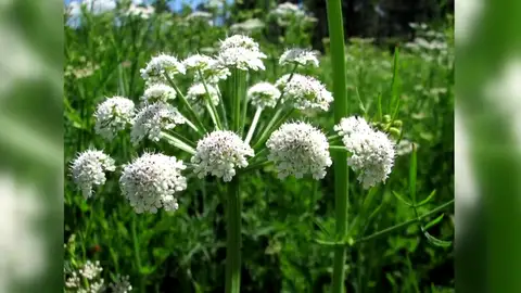 El 112 de la Comunidad de Madrid alerta a través de Twitter de las plantas tóxicas de la región El 112 de la Comunidad de Madrid alerta a través de Twitter de las plantas tóxicas de la región