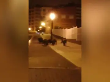 Los jabalíes campan a sus anchas en Oviedo Los jabalíes campan a sus anchas en Oviedo