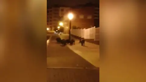 Los jabalíes campan a sus anchas en Oviedo Los jabalíes campan a sus anchas en Oviedo