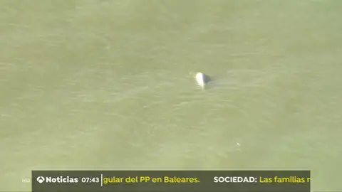BALLENA BALLENA