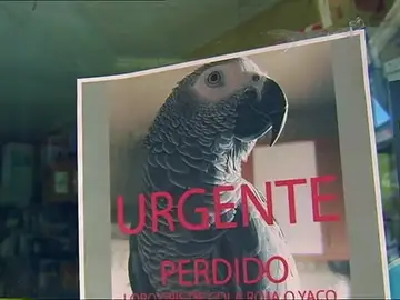 Se inicia una campaña para encontrar a un loro perdido desde el domingo Se inicia una campaña para encontrar a un loro perdido desde el domingo