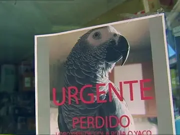 Se inicia una campaña para encontrar a un loro perdido desde el domingo Se inicia una campaña para encontrar a un loro perdido desde el domingo