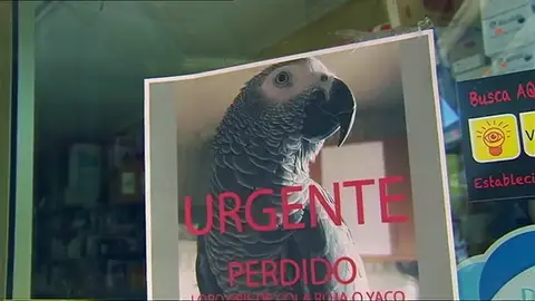 Se inicia una campaña para encontrar a un loro perdido desde el domingo Se inicia una campaña para encontrar a un loro perdido desde el domingo