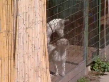 Los perros de una millonaria acaban en "la perrera de los horrores" Los perros de una millonaria acaban en "la perrera de los horrores"