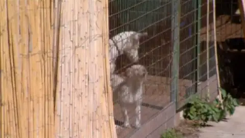 Los perros de una millonaria acaban en "la perrera de los horrores" Los perros de una millonaria acaban en "la perrera de los horrores"
