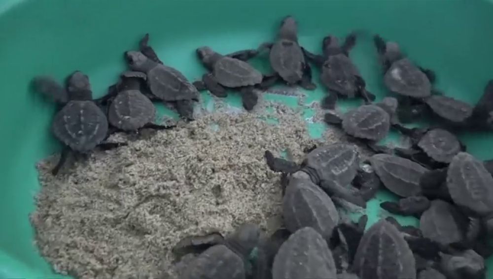 Decenas de tortugas llegan a desovar a México envueltas en basura