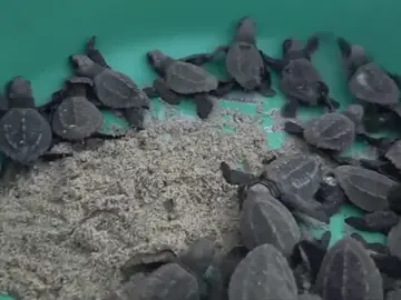 Decenas de tortugas llegan a desovar a México envueltas en basura Decenas de tortugas llegan a desovar a México envueltas en basura