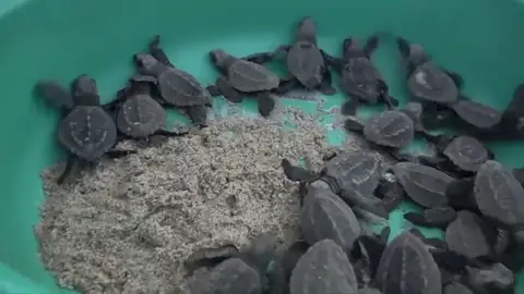 Decenas de tortugas llegan a desovar a México envueltas en basura Decenas de tortugas llegan a desovar a México envueltas en basura