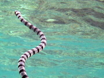 Una serpiente marina