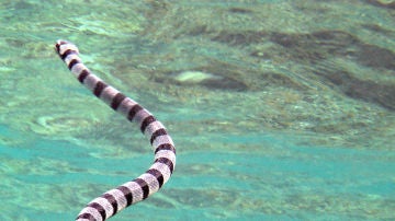 Una serpiente marina