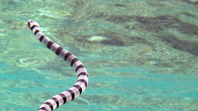 Muere un turista británico tras ser mordido por una serpiente marina en Australia