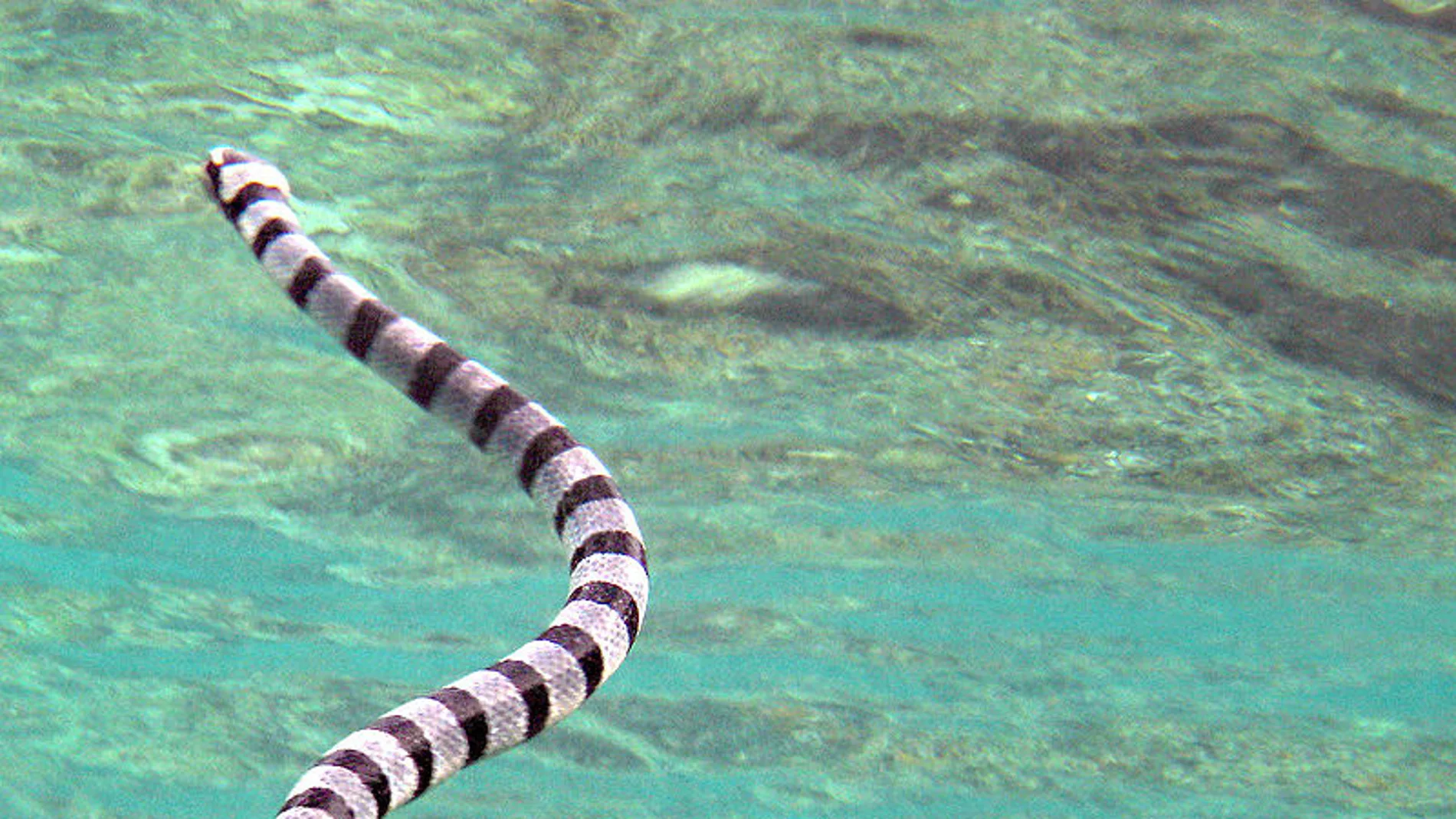Una serpiente marina Una serpiente marina