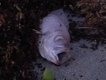 Una marea de algas tóxicas invade las playas de Miami Una marea de algas tóxicas invade las playas de Miami