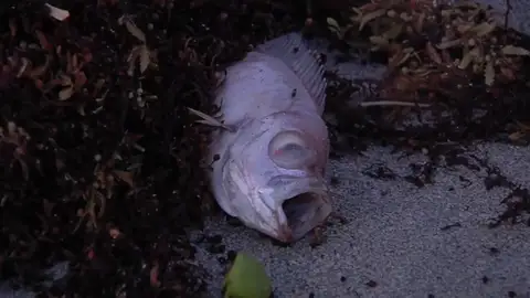 Una marea de algas tóxicas invade las playas de Miami Una marea de algas tóxicas invade las playas de Miami