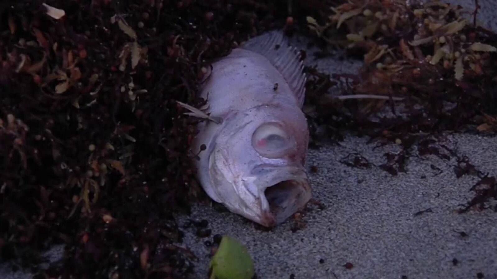 Una marea de algas tóxicas invade las playas de Miami