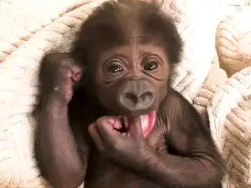 Un gorila en peligro de extinción nace en el zoológico de Jacksonville Un gorila en peligro de extinción nace en el zoológico de Jacksonville