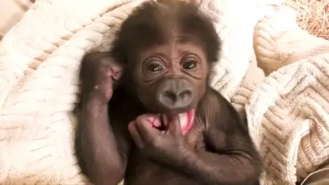 Un gorila en peligro de extinción nace en el zoológico de Jacksonville Un gorila en peligro de extinción nace en el zoológico de Jacksonville