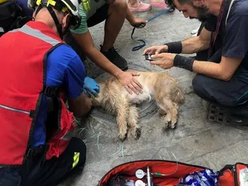 Los Bomberos de Sevilla reaniman a un perro Los Bomberos de Sevilla reaniman a un perro