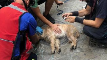 Los Bomberos de Sevilla reaniman a un perro