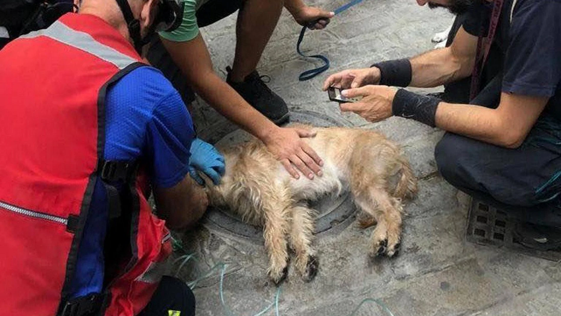 Los Bomberos de Sevilla reaniman a un perro Los Bomberos de Sevilla reaniman a un perro