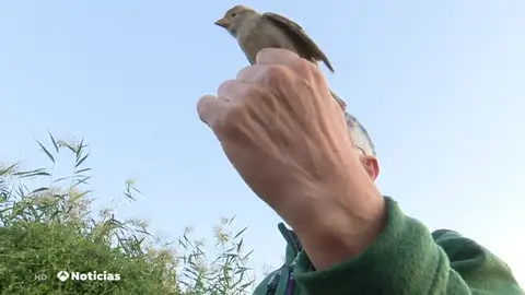 pájaro identificado pájaro identificado