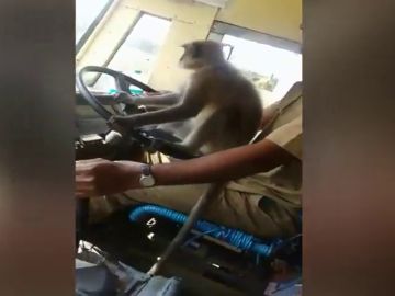 Graban a un mono 'conduciendo' un autobús en la India