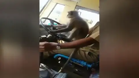 Graban a un mono 'conduciendo' un autobús en la India Graban a un mono 'conduciendo' un autobús en la India