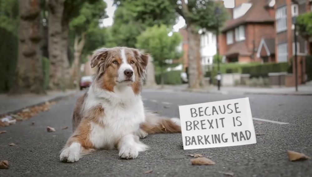 Centenares de perros y sus dueños se manifiestan en Londres para pedir otro referéndum del 'brexit' 