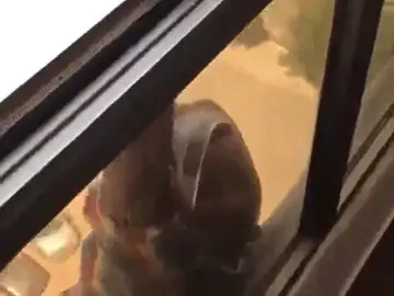 Condenada la mujer kuwaití que grabó a su empleada doméstica mientras caía al vacío desde un séptimo piso Condenada la mujer kuwaití que grabó a su empleada doméstica mientras caía al vacío desde un séptimo piso