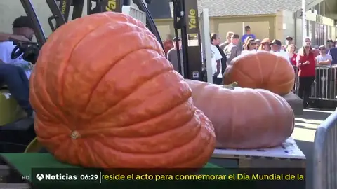 Una calabaza de mil kilos gana un popular concurso en California Una calabaza de mil kilos gana un popular concurso en California