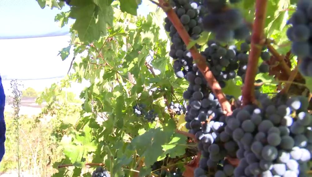 Dos hectáreas de viñedo en Madrid para estudiantes de FP