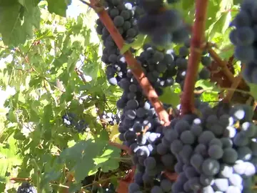 Dos hectáreas de viñedo en Madrid para estudiantes de FP Dos hectáreas de viñedo en Madrid para estudiantes de FP