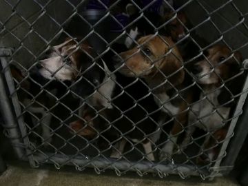 Rescatan a 70 perros encerrados en condiciones deplorables en Pensilvania