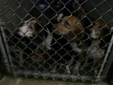 Rescatan a 70 perros encerrados en condiciones deplorables en Pensilvania Rescatan a 70 perros encerrados en condiciones deplorables en Pensilvania