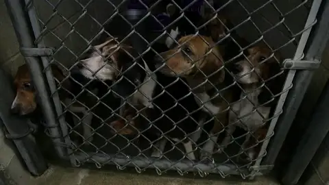 Rescatan a 70 perros encerrados en condiciones deplorables en Pensilvania Rescatan a 70 perros encerrados en condiciones deplorables en Pensilvania