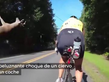 Unos ciclistas graban el brutal choque de un ciervo con un coche en plena carretera