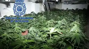 Plantación de marihuana desmantelada Plantación de marihuana desmantelada