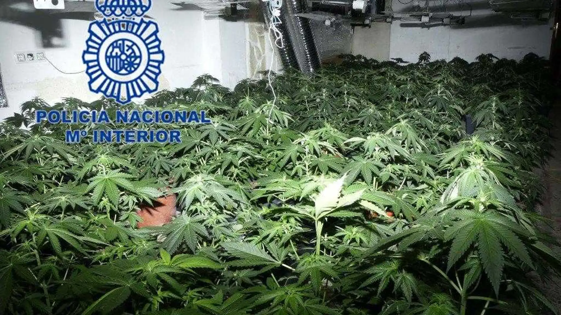 Plantación de marihuana desmantelada Plantación de marihuana desmantelada