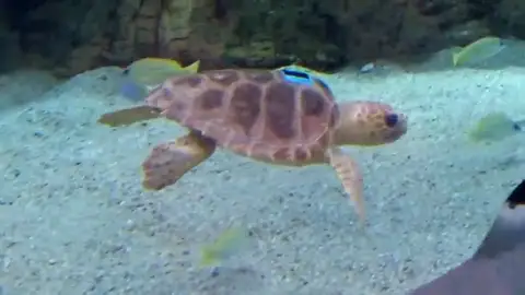 Loro Parque Fundación e Incabe inician el proyecto 'La vida secreta de las tortugas verdes' Loro Parque Fundación e Incabe inician el proyecto 'La vida secreta de las tortugas verdes'